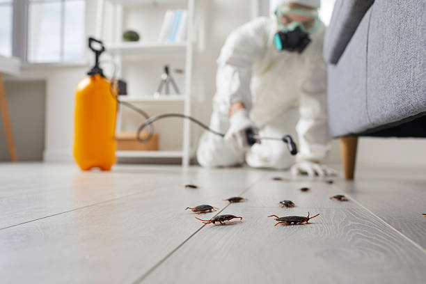 Trusted Termite Control service in Middleport, NY - Nex Pest Control